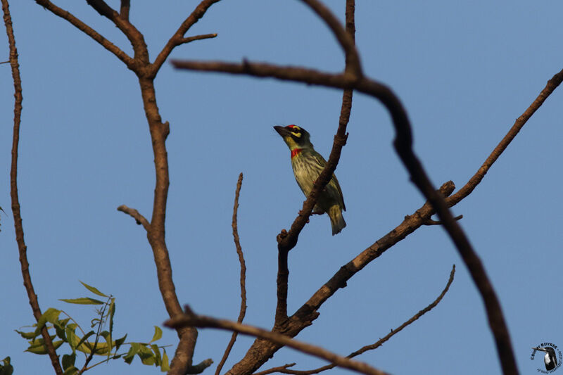 Coppersmith Barbetadult, identification