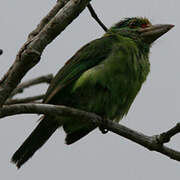 Moustached Barbet