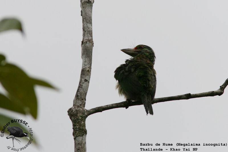 Moustached Barbet