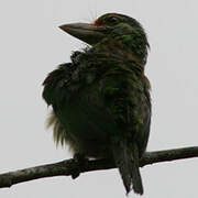 Moustached Barbet