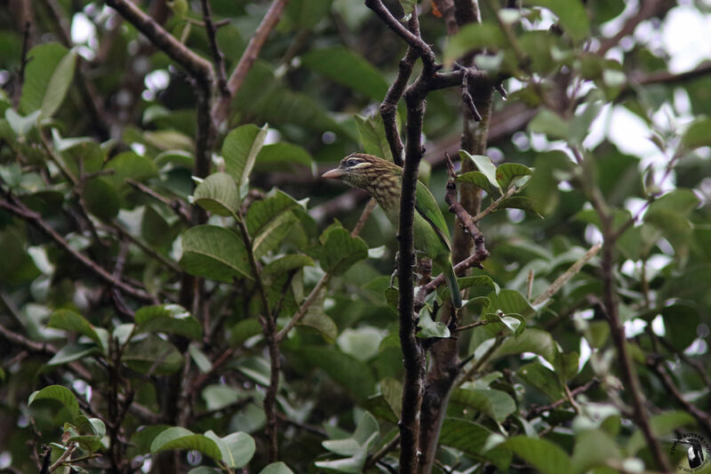 White-cheeked Barbetadult, identification