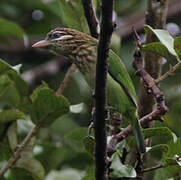 White-cheeked Barbet