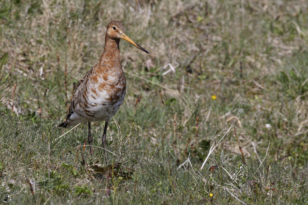 Black-tailed Godwitadult