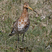 Black-tailed Godwit