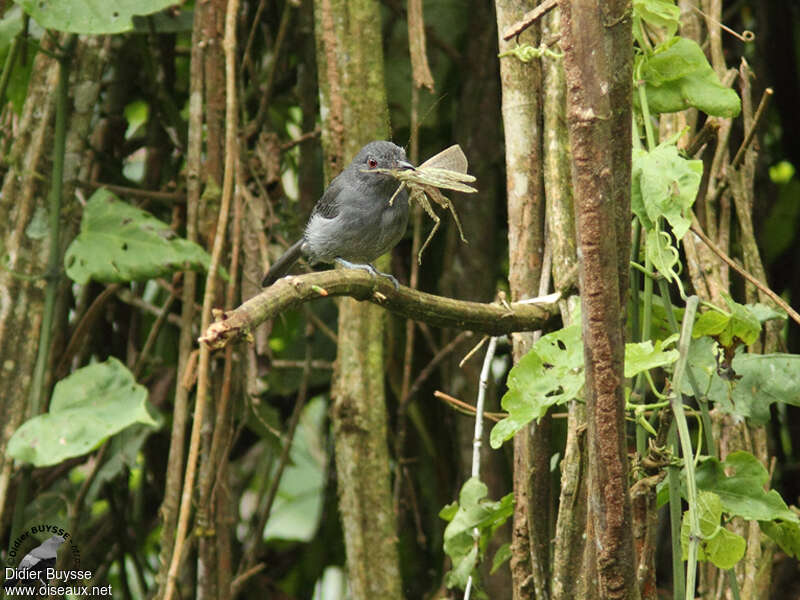 Plain-winged Antshrike male adult, identification, feeding habits
