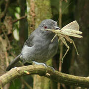 Plain-winged Antshrike