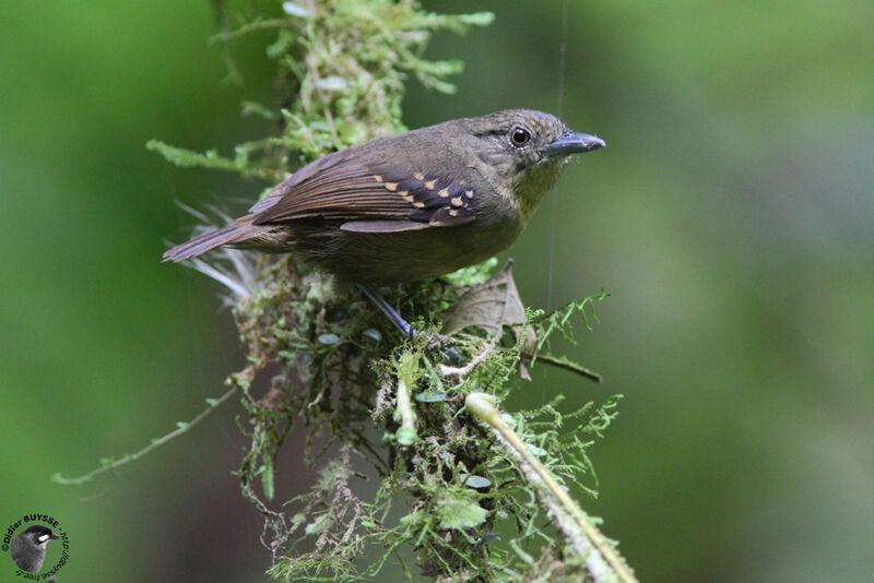 Black-crowned Antshrike female adult, identification