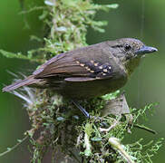 Black-crowned Antshrike