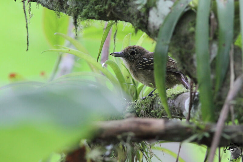 Black-crowned Antshrike female adult, identification