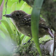 Black-crowned Antshrike