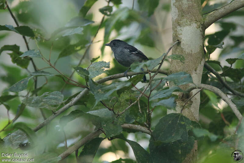 Batara bleuâtre mâle adulte nuptial, identification