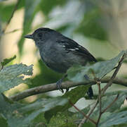 Variable Antshrike