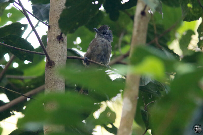 Batara bleuâtre femelle adulte, identification