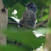 Variable Antshrike