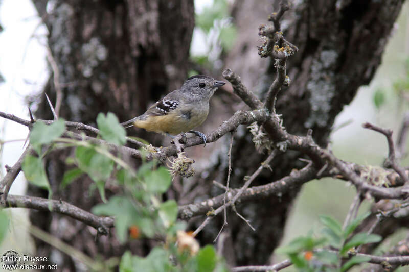 Variable Antshrike female adult, identification