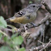 Variable Antshrike