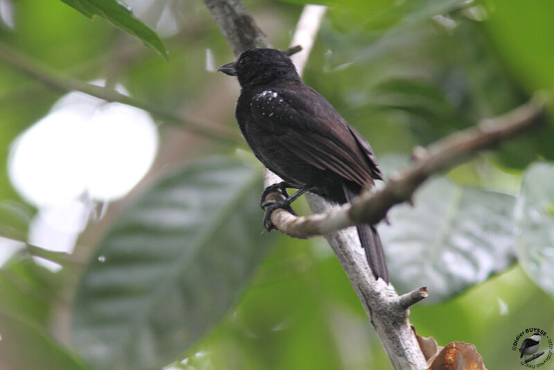 Batara capucin mâle adulte, identification