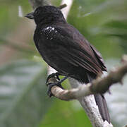 Black-hooded Antshrike