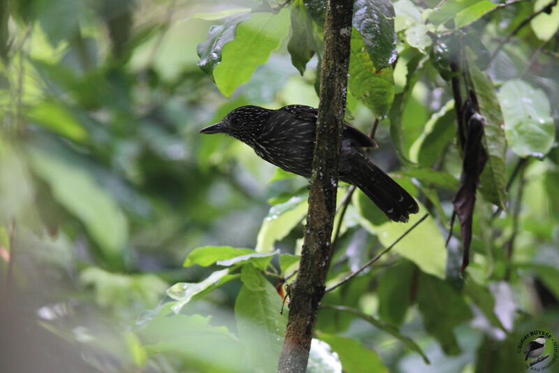 Black-hooded Antshrike female adult, identification