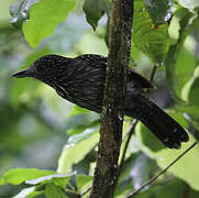 Black-hooded Antshrike