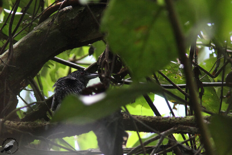 Fasciated Antshrike male adult, identification