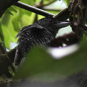 Fasciated Antshrike