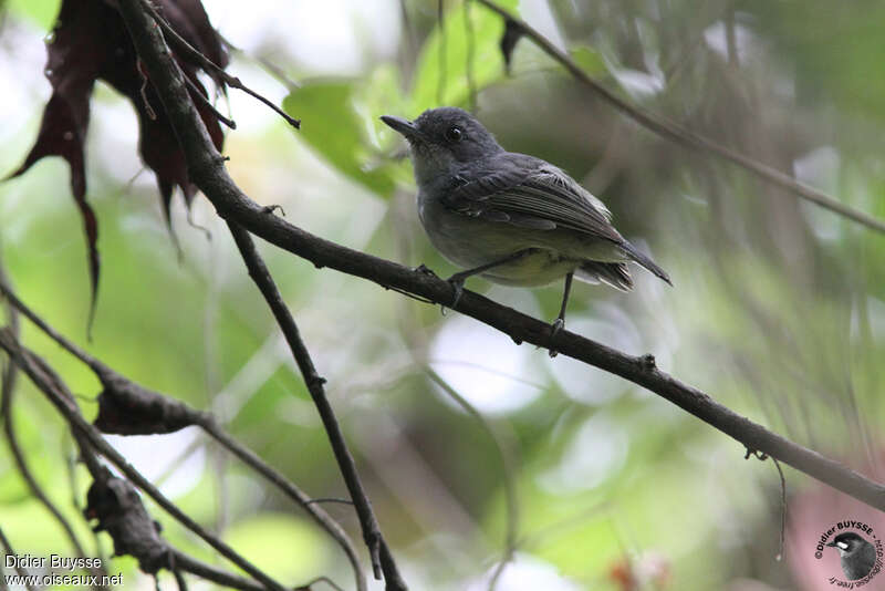 Plain Antvireo male adult, identification