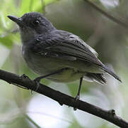 Plain Antvireo