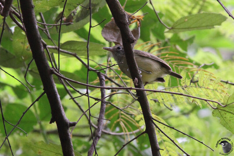 Plain Antvireo female adult, identification