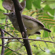 Plain Antvireo