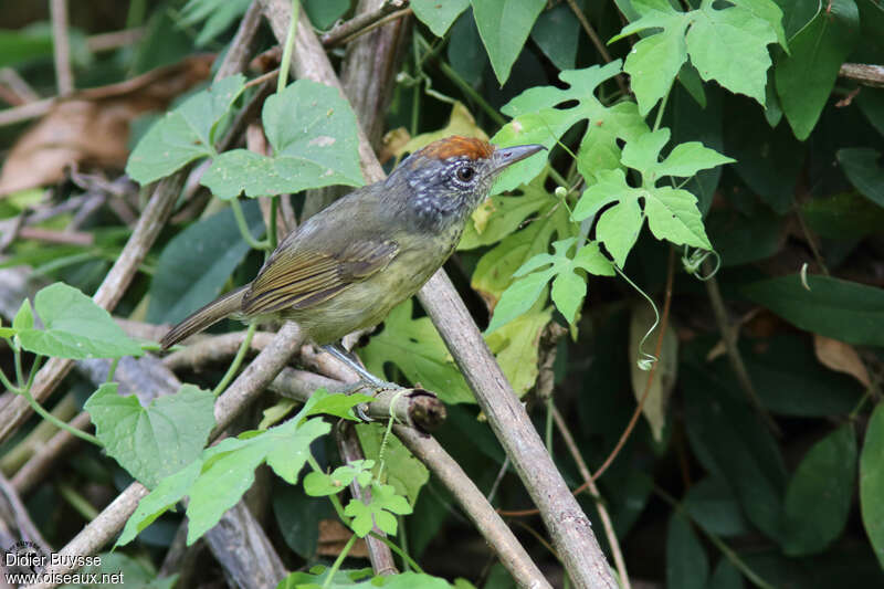 Batara tachet femelle adulte nuptial, identification