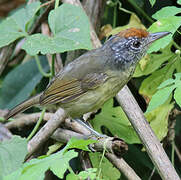 Spot-breasted Antvireo