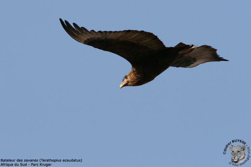 Bateleur des savanesimmature