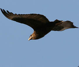 Bateleur des savanes