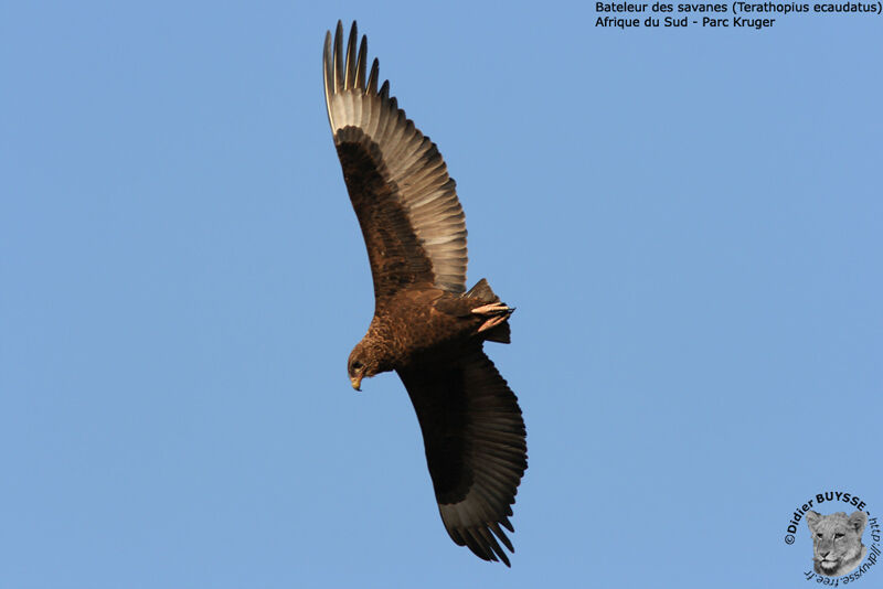 Bateleur des savanesimmature