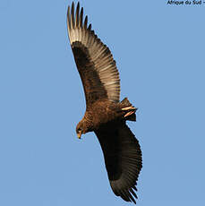 Bateleur des savanes