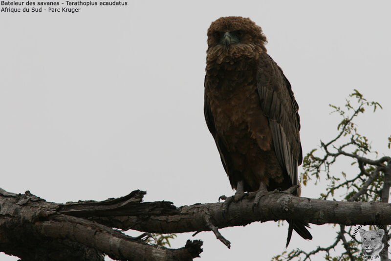 Bateleur des savanesimmature