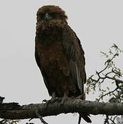 Bateleur des savanes