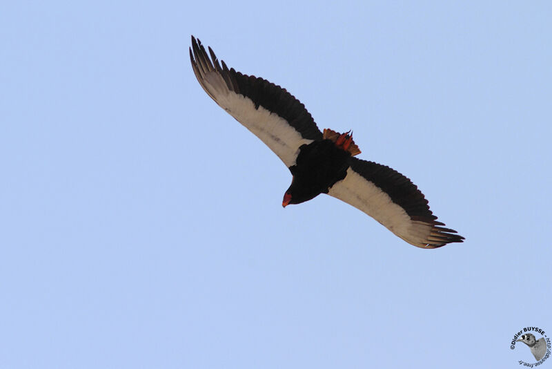 Bateleur des savanes mâle adulte, Vol