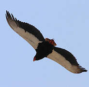 Bateleur des savanes