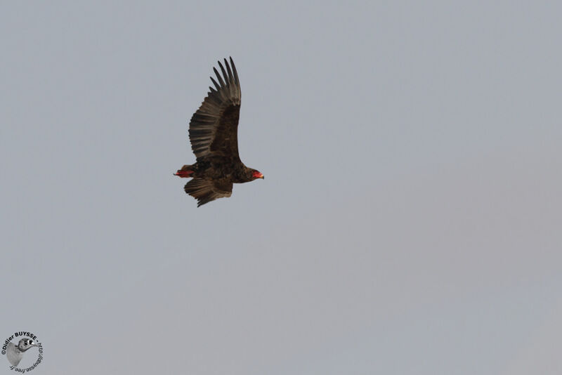 Bateleur des savanesimmature, Vol