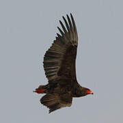 Bateleur des savanes