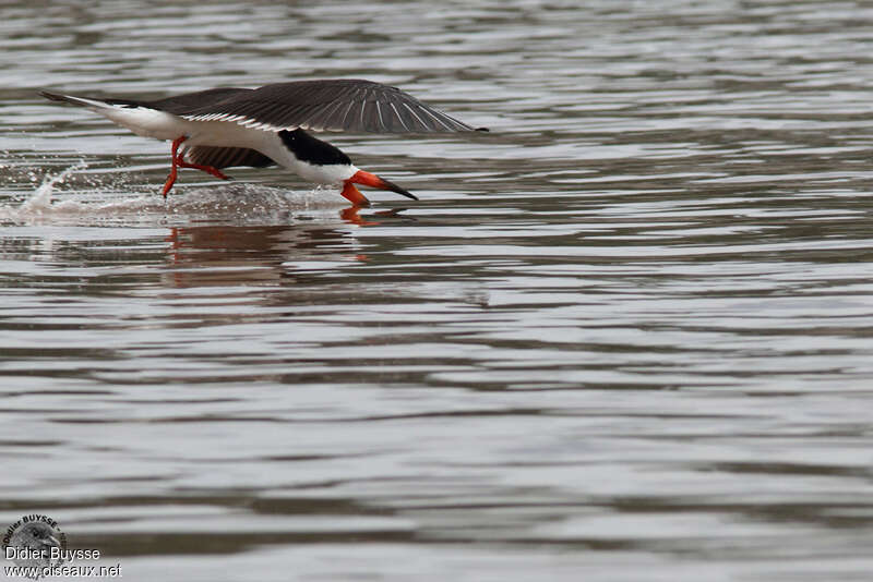 Bec-en-ciseaux noiradulte, identification, Vol, pêche/chasse, Comportement