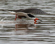 Black Skimmer