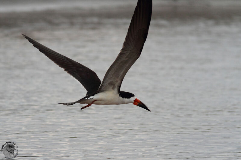 Black Skimmer