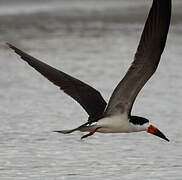 Black Skimmer