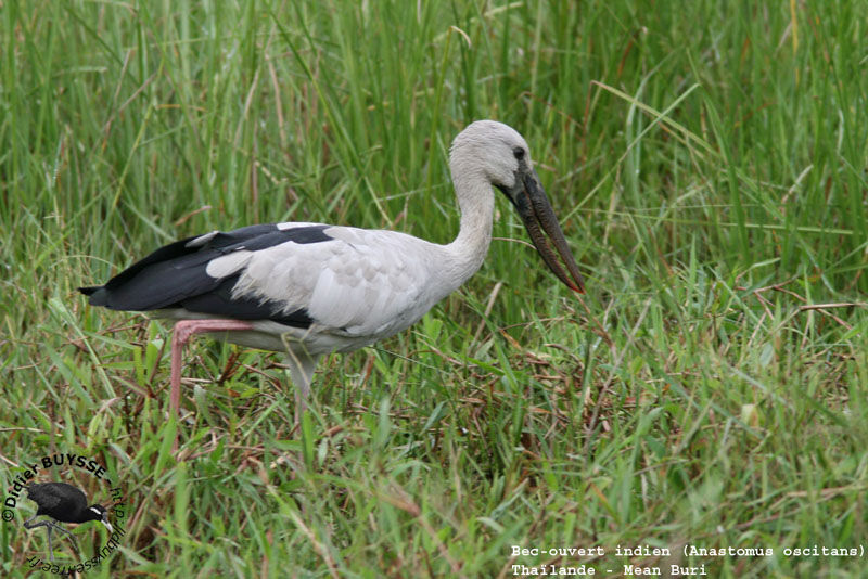 Asian Openbilladult breeding