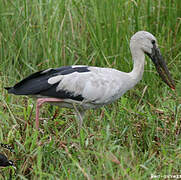 Asian Openbill