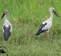 Asian Openbill