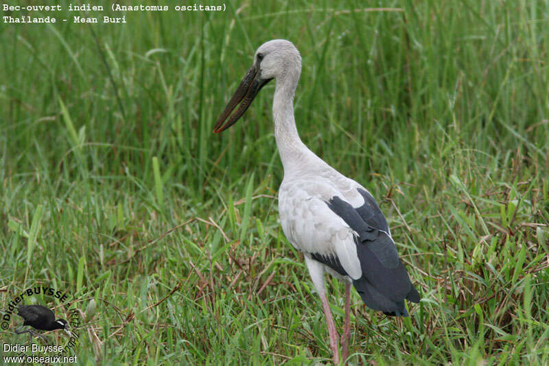 Asian Openbilladult breeding, identification